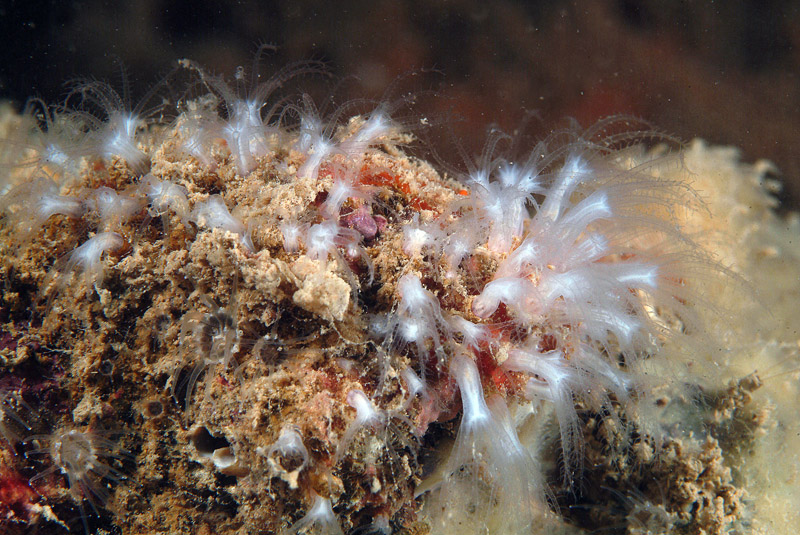 Ectopleura crocea e Cornularia cornucopiae